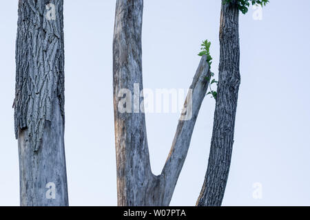 Östlichen Pappel (Populus canescens) Stockfoto