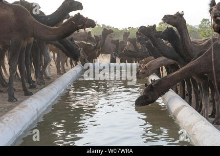 Kamele trinken sie Wasser in der Wüste Thar während des jährlichen Pushkar Camel Fair in der Nähe der heiligen Stadt Pushkar, Rajasthan, Indien. Diese Messe ist die größte Camel Trading fa Stockfoto