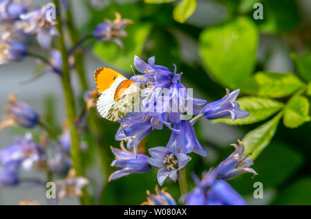 Orange Tip butterfly Fütterung auf bluebells, Großbritannien Stockfoto