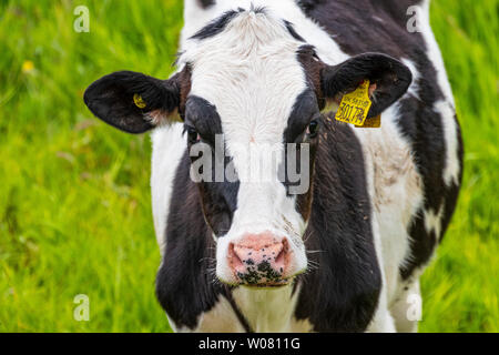 Milchkühe, Schottland, Großbritannien Stockfoto