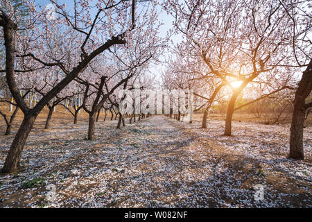 Schöne Kirschblüten im Frühling, kirschblüten Hintergrundmaterial für Arbor Day Stockfoto