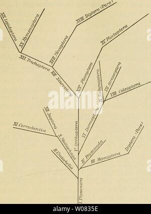 Archiv Bild von Seite 1232 von fossilen kämpfen und sterben sterben. Die fossilen kämpfen und sterben Phylogenie der rezenten Formen; ein Handbuch für Paläontologen und Zoologen diefossileninse 00 Hand Jahr: 1908 Chronologische Übersicht der wichtigsten Systeme und Stammbäume der rezenten Kämpfen. 1217 Ordnung Uratochelia Japygiden umfasst sterben, sterben kurz früher von Cook den Namen Dicellura erhalten hatten Sterben. Plectoptera Sindh sterben Ephemeriden. 1897 teilt J. B. Smith (Wissenschaft (2) V. 671) sterben Kämpfen wieder Lichtblick / den Mundteilen in eine saugende und in eine mandibulate Gruppe. In erstere Start Stockfoto