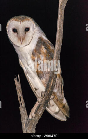 Australische Schleiereule auf toten Baum, Queensland, Australien Stockfoto