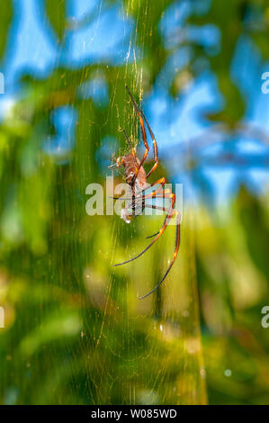 Golden orb Weaver Spider, Brisbane, Australien Stockfoto