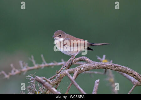 Common Whitethroat (Sylvia communi) Stockfoto