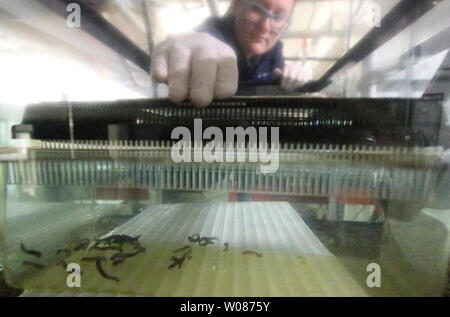 Hellbender keeper Patty Bueckendorf überwacht ein Aquarium von baby Ozark Hellbenders im Saint Louis Zoo in St. Louis am 30. Oktober 2018. Die 39 Ozark Hellbenders, am 6. Oktober, 2018 geboren, ist eine historische Leistung in hellbender Erhaltung mit dem Schlüpfen der zweiten Generation Zoo - gezüchtete gefährdeten Ozark Hellbenders. Dies ist das erste Mal, jeder der Saint Louis Zoo - gezüchtet, der ersten Generation haben Tiere erfolgreich gezüchtet. Hellbenders sind die größten aquatische Salamander in Nordamerika. Missouri ist der einzige Zustand, hat beide Unterarten - die Ozark hellbender hellbender und der östlichen. Beide Stockfoto