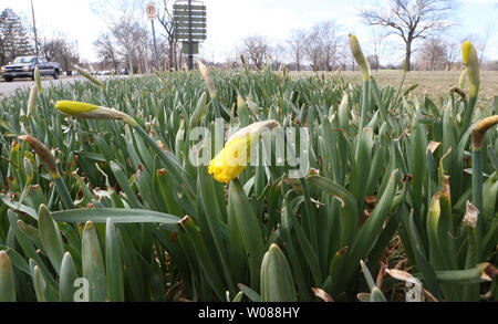 Eine einzelne Blüte ist in einem neuen Anbau von Narzissen am ersten vollen Tag der Frühling im Forest Park von St. Louis am 21. März 2019 gefunden. Foto von Bill Greenblatt/UPI Stockfoto