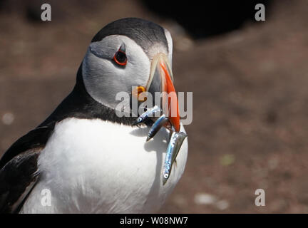 Ein papageientaucher auf die Farne Islands hält Fisch im Schnabel. Zucht Küstenseeschwalben, Papageientaucher, Trottellummen und krähenscharben alle Verluste aufgrund starker Niederschläge auf die Farne Islands Anfang dieses Monats als Küken und pufflings (baby Papageientaucher) waren an ihrem schwächsten. 125 mm Niederschlag fiel in nur 24 Stunden am 13. Juni 2019, fünf Mal die Menge, die in der gesamten Juni fiel im Vorjahr (24,8 mm). Stockfoto