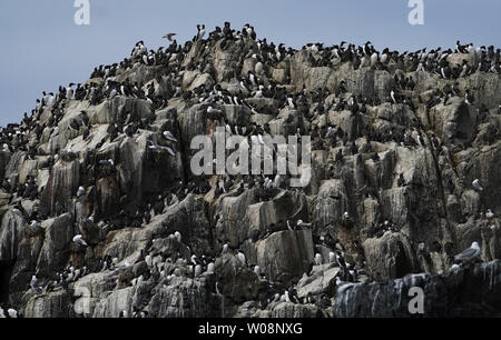 Guillemots auf die Farne Islands. Zucht Küstenseeschwalben, Papageientaucher, Trottellummen und krähenscharben alle Verluste aufgrund starker Niederschläge auf die Farne Islands Anfang dieses Monats als Küken und pufflings (baby Papageientaucher) waren an ihrem schwächsten. 125 mm Niederschlag fiel in nur 24 Stunden am 13. Juni 2019, fünf Mal die Menge, die in der gesamten Juni fiel im Vorjahr (24,8 mm). Stockfoto