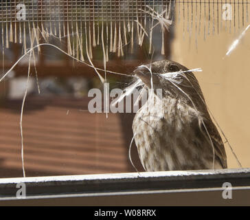 Eine weibliche House finch Fetzen ein Bildschirm für das Nesting Material auf der Rückseite Fenster eines Noe Valley in San Francisco am 19. April 2012. UPI/Terry Schmitt Stockfoto