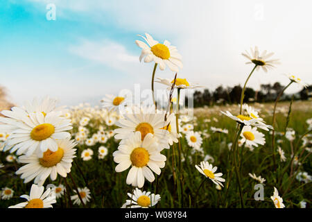 Eine Wiese voller Gänseblümchen mit blauem Himmel und weißen Wolken. Stockfoto
