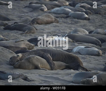 Ein Stier northern Elephant seal Mountet ein Weibchen auf dem Strand in San Simeon, Kalifornien am 19. Februar 2015. Die Männchen wiegen bis zu 5.000 Pfund und können sich Dutzende von Frauen in ihrem Harem. Foto von Terry Schmitt/UPI Stockfoto