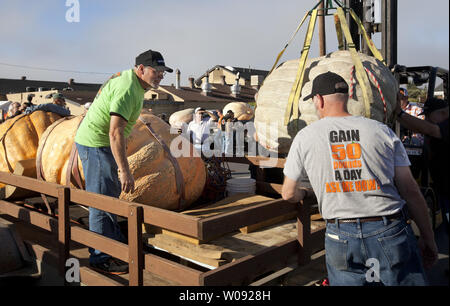 Ein Kürbis angehoben von einem Anhänger für das Wiegen auf der 42. jährlichen Safeway Wm Kürbis Weigh-Off in Half Moon Bay, Kalifornien am 12. Oktober 2015. in der Höhe der Vegetationsperiode die riesige Kürbisse können 50 Pfund an einem einzigen Tag hinzufügen. Top Ehren gingen zu Steve Daletas von Pleasant Hill, Oregon mit einem 1969 Pfund Kürbis. Foto von Terry Schmitt Stockfoto