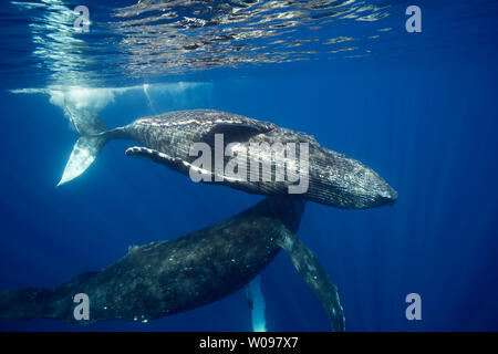 Ein paar Buckelwale, Megaptera novaeangliae, unterhalb der Oberfläche vor der Insel Maui, Hawaii. Stockfoto