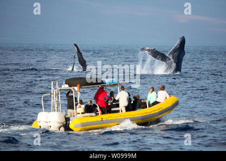 Eine Whale Watching Boot vor der Insel Maui erhält eine enge sieht einen Verstoß gegen Buckelwale, Megaptera novaeangliae, Hawaii. Stockfoto