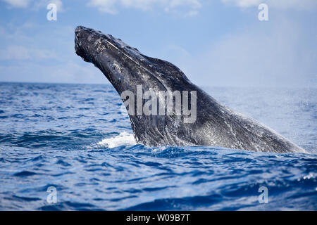 Dagegen verstößt Buckelwal, Impressionen Novaeangliae, aus der Insel Maui, Hawaii. Stockfoto