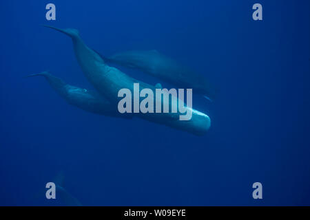 Der Pottwal, Physeter macrocephalus, ist die größte Zahnriemen Walbeifänge. Männer können 60 Fuß Länge erreichen. Diese sind alle Weibchen, phot Stockfoto