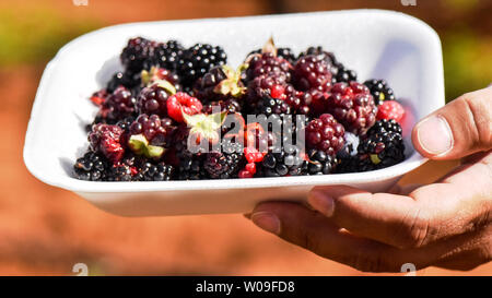 Frische saftige Himbeeren, Maulbeere und Black in einem punnet bereit, gegessen zu werden. Makro Foto in guter Nachmittag Licht Stockfoto