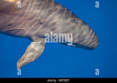 Ein false Killer Whale, Pseudorca crassidens, vor der Insel Lanai, Hawaii. Stockfoto