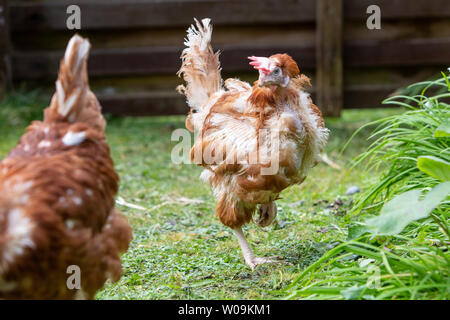 Rescue Hühner frei in ihren neuen Free Range Hinterhof. Lohmann Brown Rasse Stockfoto