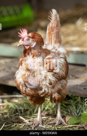 Rescue Hühner frei in ihren neuen Free Range Hinterhof. Lohmann Brown Rasse Stockfoto