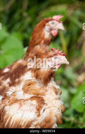 Rescue Hühner frei in ihren neuen Free Range Hinterhof. Lohmann Brown Rasse Stockfoto