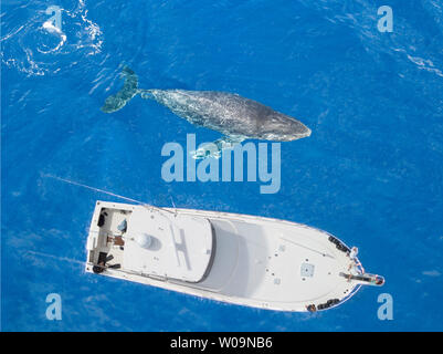 Ein Luftbild der Buckelwale, Megaptera novaeangliae, Surfacing neben einem Schiff, Hawaii. Stockfoto