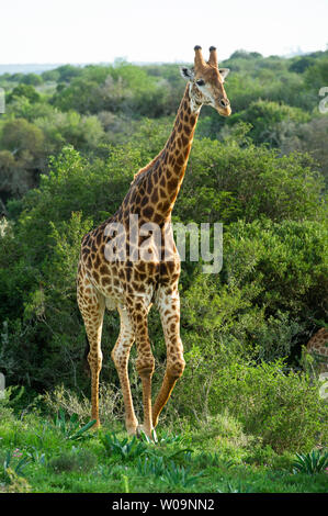 Südliche giraffe Giraffa Camelopardalis giraffa,, Amakhala Game Reserve, Südafrika Stockfoto