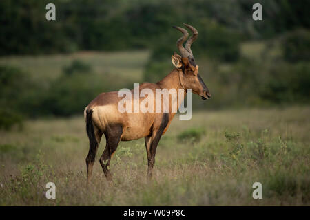 Red Hartebeest, Alcelaphus caama, Amakhala Game Reserve, Südafrika Stockfoto