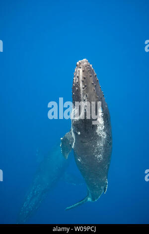 Ein junger Buckelwal, Megaptera novaeangliae, macht es den Weg an die Oberfläche als die Mutter schwebt unter, Hawaii. Stockfoto