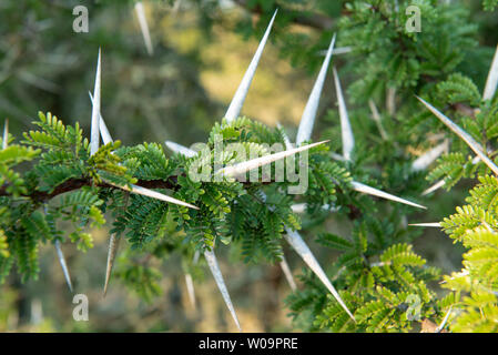 Acacia Karroo, Vachellia Karroo, Amakhala Game Reserve, Südafrika Stockfoto