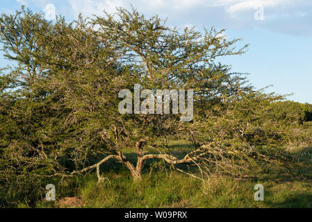 Acacia Karroo, Vachellia Karroo, Amakhala Game Reserve, Südafrika Stockfoto