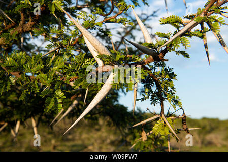 Acacia Karroo, Vachellia Karroo, Amakhala Game Reserve, Südafrika Stockfoto