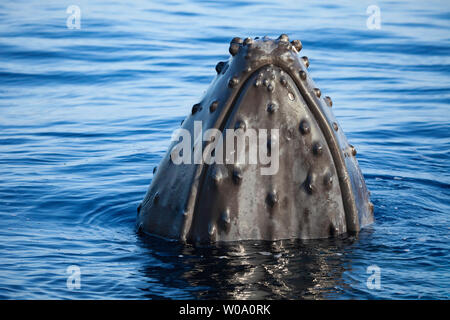 Ein Blick auf die Beule - wie Knöpfe, bekannt als tuberkel auf dem Kopf eines Buckelwals, Megaptera novaeangliae. Jede protuberanz enthält Stockfoto