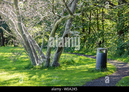 Clitheroe, Lancashire, UK. 27 Juni, 2019. Tausende von hungrigen Hermelin Nachtfalter Raupen eine Eibe in eine Ghost tree Dunsop Brücke, Clitheroe, Lancashire. Die hungrigen Raupen spinnen die Web-sites, um sich selbst zu schützen, während sie auf den Baum hinter Vorschub und kann in der Nähe von Objekten wie diese Abfallbehälter. Die Bahnen verschwinden langsam über dem Sommer und der Baum wird wahrscheinlich erholen. Quelle: John Eveson/Alamy leben Nachrichten Stockfoto