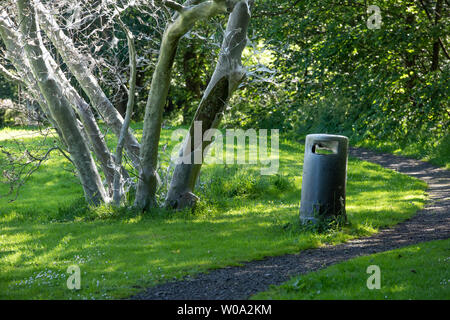 Clitheroe, Lancashire, UK. 27 Juni, 2019. Tausende von hungrigen Hermelin Nachtfalter Raupen eine Eibe in eine Ghost tree Dunsop Brücke, Clitheroe, Lancashire. Die hungrigen Raupen spinnen die Web-sites, um sich selbst zu schützen, während sie auf den Baum hinter Vorschub und kann in der Nähe von Objekten wie diese Abfallbehälter. Die Bahnen verschwinden langsam über dem Sommer und der Baum wird wahrscheinlich erholen. Quelle: John Eveson/Alamy leben Nachrichten Stockfoto