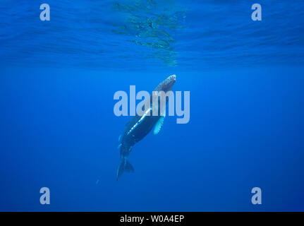 Die Fische nach dieser auftauchenden Buckelwale, Megaptera novaeangliae, werden als leatherback bekannt, Scomberoides lysan, oder queenfish. In Hawaii sie ein Stockfoto