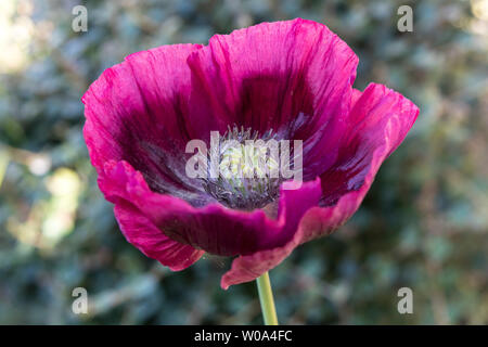 Schlafmohn Papaver somniferum Blume, Großbritannien Stockfoto