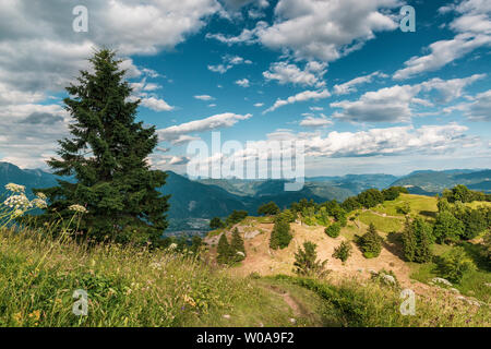 Sonnigen Bergwiese mit Spruce Tree, alpine Blumen und Gras und pulsierende Himmel Stockfoto