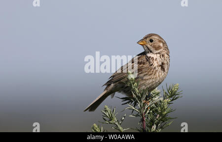 Maiskolben (Emberiza calandra), sitzend im Beifuß Stockfoto