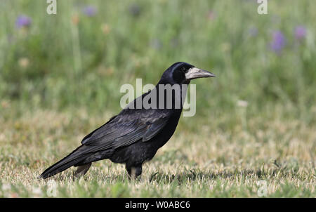 Rook (Corvus frugilegus) steht auf Gras im Sonnenlicht mit glänzenden Federn und Augenkontakt Stockfoto