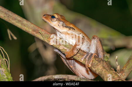 Datei-eared Laubfrosch in Borneo rainforest im Danum Valley, Sabah. Stockfoto