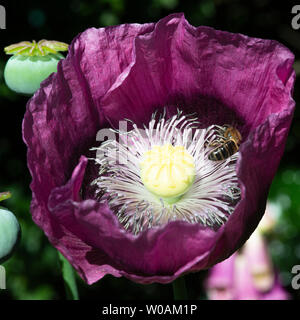 Eine Honigbiene auf der Suche nach Essen auf einem Rosa Doppel Opium Poppy Flower in einem Garten in Alsager Cheshire England Vereinigtes Königreich Großbritannien Stockfoto