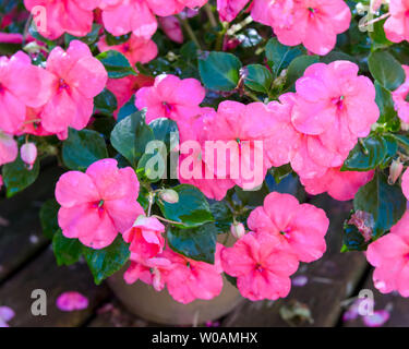 Schöne rosa Blüte impatiens Anlage. Stockfoto