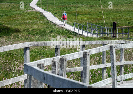 Zwei ältere Wanderer, auf einem Holzweg durch ein Torfmoor, in der Nähe von Bozi dar, Erzgebirge, Tschechien, wandern auf einem Holzweg Stockfoto