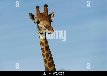 Südliche giraffe Giraffa Camelopardalis giraffa,, Amakhala Game Reserve, Südafrika Stockfoto