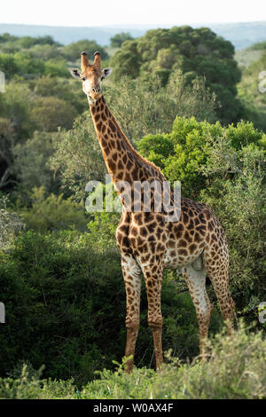 Südliche giraffe Giraffa Camelopardalis giraffa,, Amakhala Game Reserve, Südafrika Stockfoto