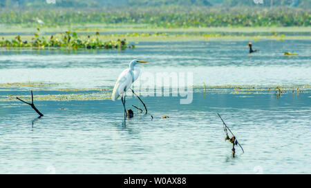 Nahaufnahme von einem Reiher Graureiher (Ardea alba), einem gemeinsamen Arten der milchig-weiße Wasser Vogel mit buff Federn geschmückt, in einem Feuchtgebiet Umgebung in der Lava beschmutzt Stockfoto