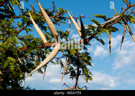 Acacia Karroo, Vachellia Karroo, Amakhala Game Reserve, Südafrika Stockfoto