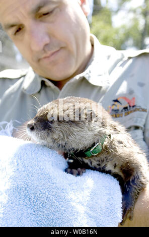 Torwart Mike Muraco trocknet aus Sidney, eine drei Monate alte männliche Asiatische Small - kratzte Otter, nachdem er eine Leere tiger Gehäuse, im Six Flags Discovery Kingdom, Vallejo, Kalifornien, am 23. Juli 2009 erörtert. (UPI Foto/Ken James) Stockfoto
